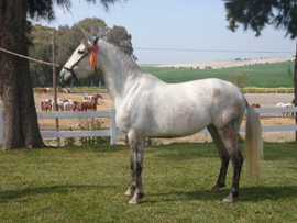 Defensa subasta 40 caballos en el Centro de Cría Caballar de Jerez