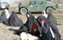 Mujeres afganas en el reparto de la ayuda
