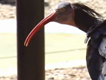 Programa para la recuperación del ibis eremita en la sierra gaditana del Retín
