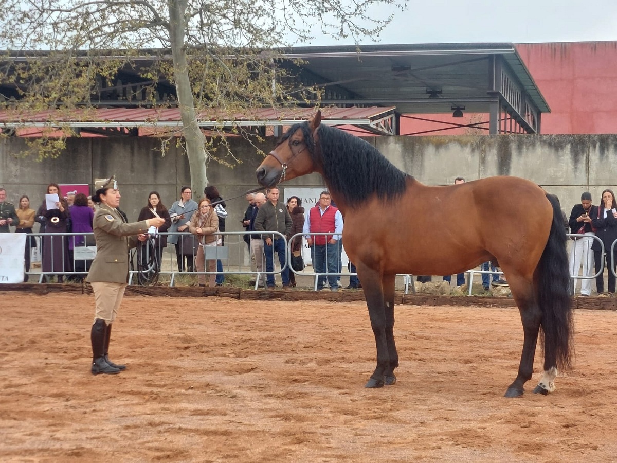 CMCC. de Écija - Presentación de sementales en Cáceres 2026