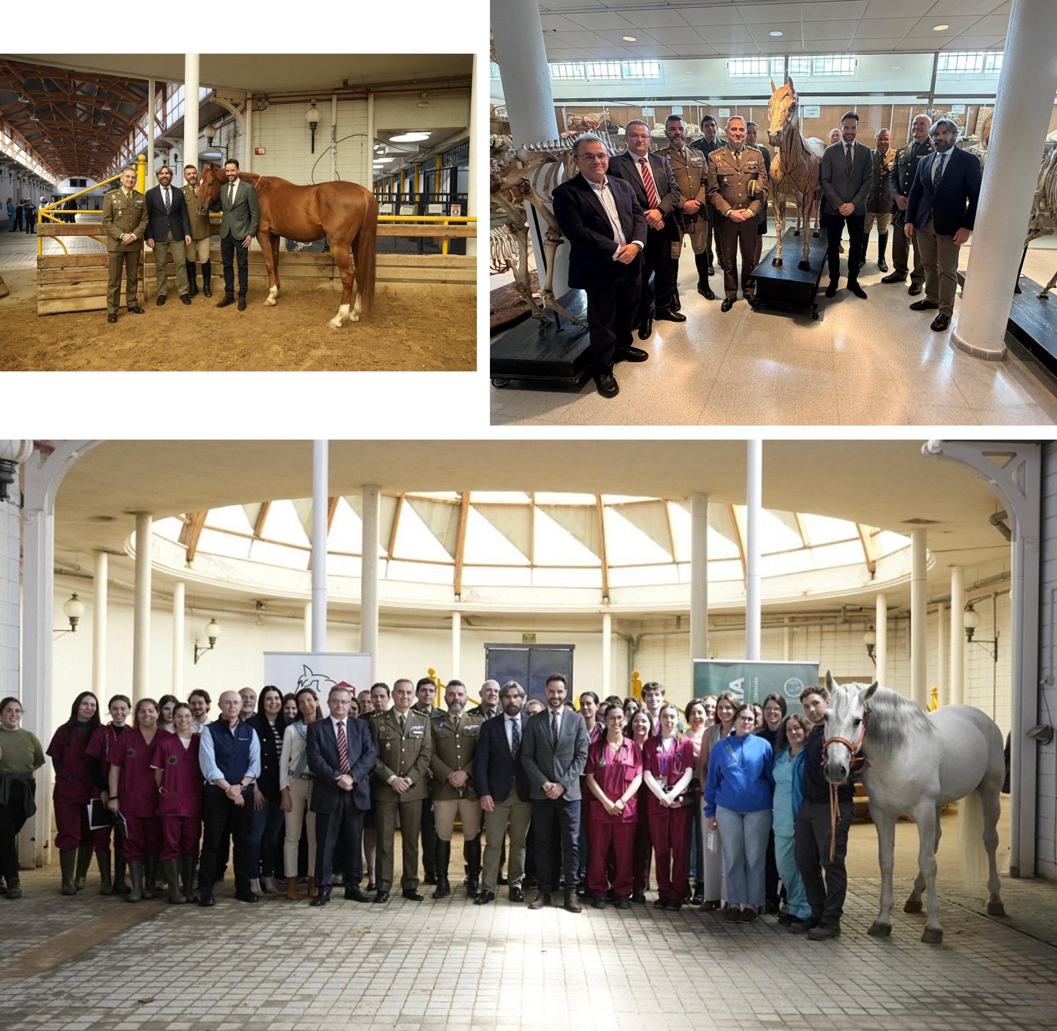 CMCC. de Écija - Presentación de sementales en Córdoba 2026