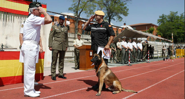 Nick, de la Unidad Militar de Emergencias, galardonado 'Perro del Año 2016'