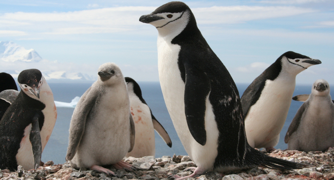 Nueva Campaña de Apadrinamiento de Pingüinos