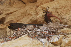 Ibis Eremita Foto: Julio J. Ceballos
