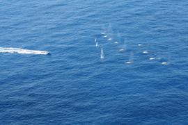 El buque ‘Galicia’ intercepta dos esquifes con 11 presuntos piratas somalíes