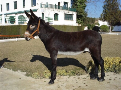 Galería imágenes de Caballos Asnal Catalán