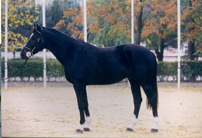 Galería imágenes de Caballos de Deporte Español