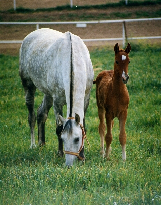 Galería imágenes de Caballos Hispano-Árabes