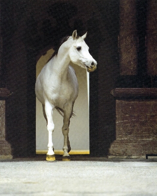 Galería imágenes de Caballos de Pura Raza Árabe
