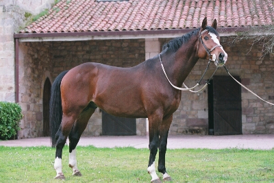 Galería imágenes de Caballos de Otras Razas