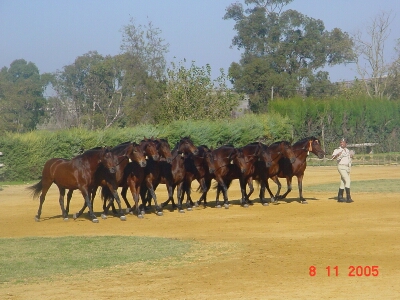 Galería imágenes de Caballos de Pura Raza Española