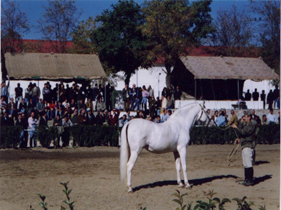 Subasta de Ganado Equino