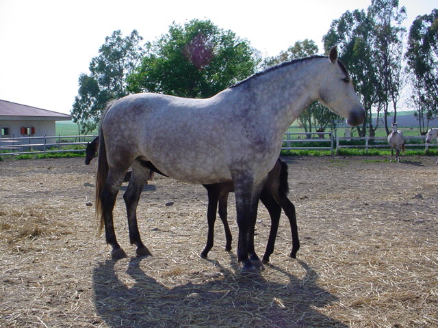 Pura Raza Española 1