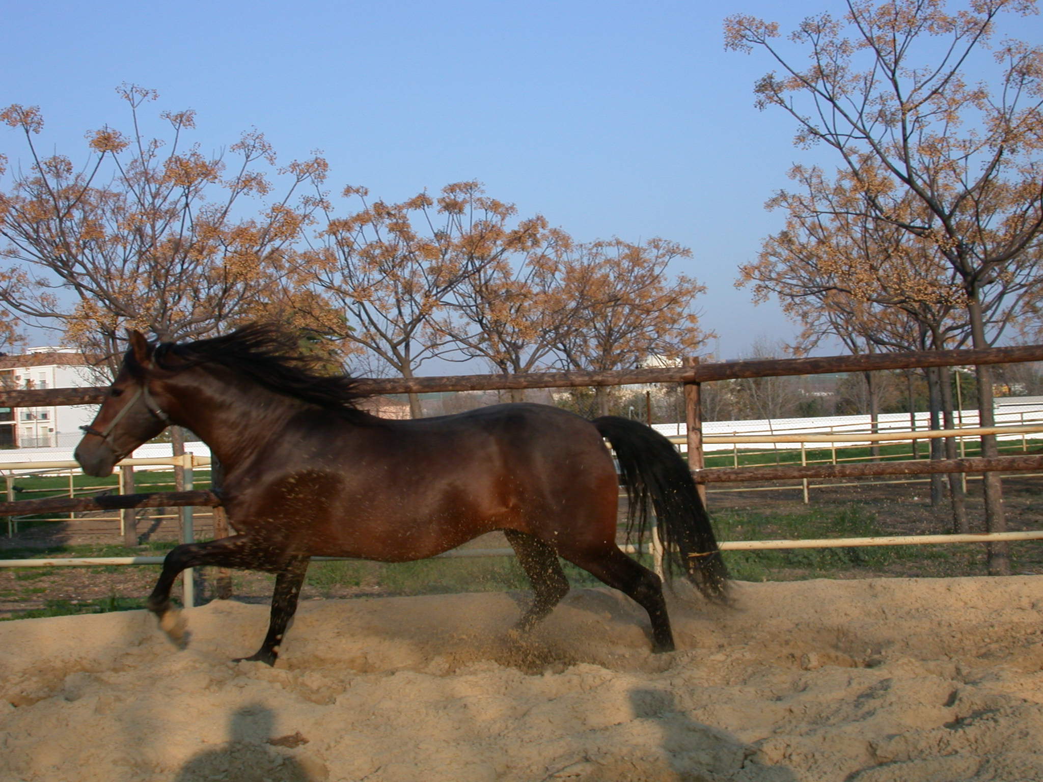 Pura Raza Española 4