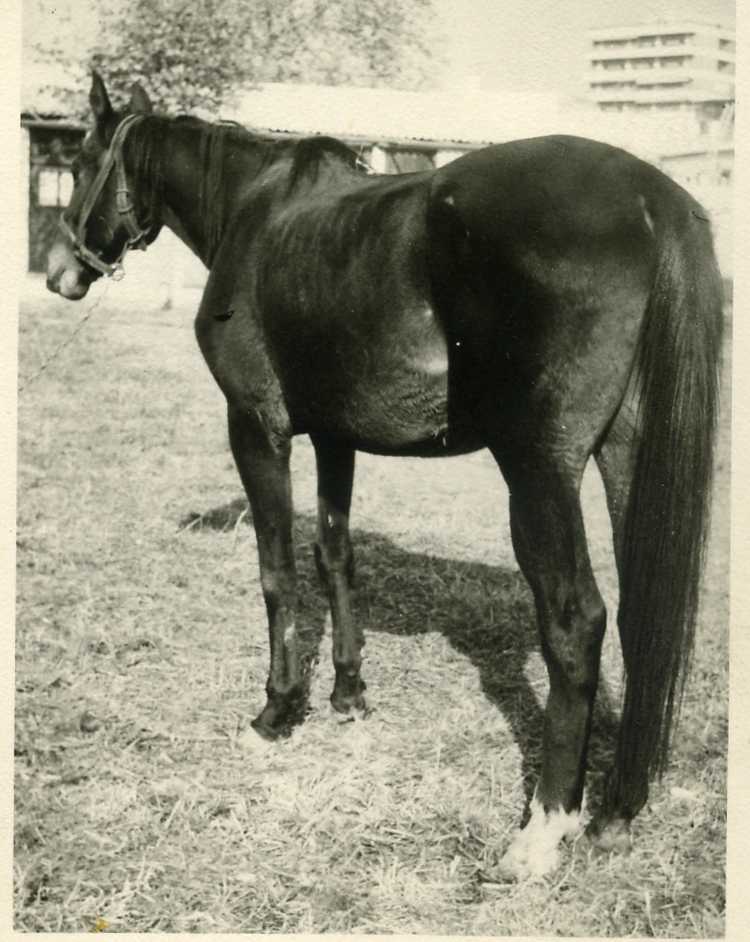 Depósito de Sementales de Córdoba