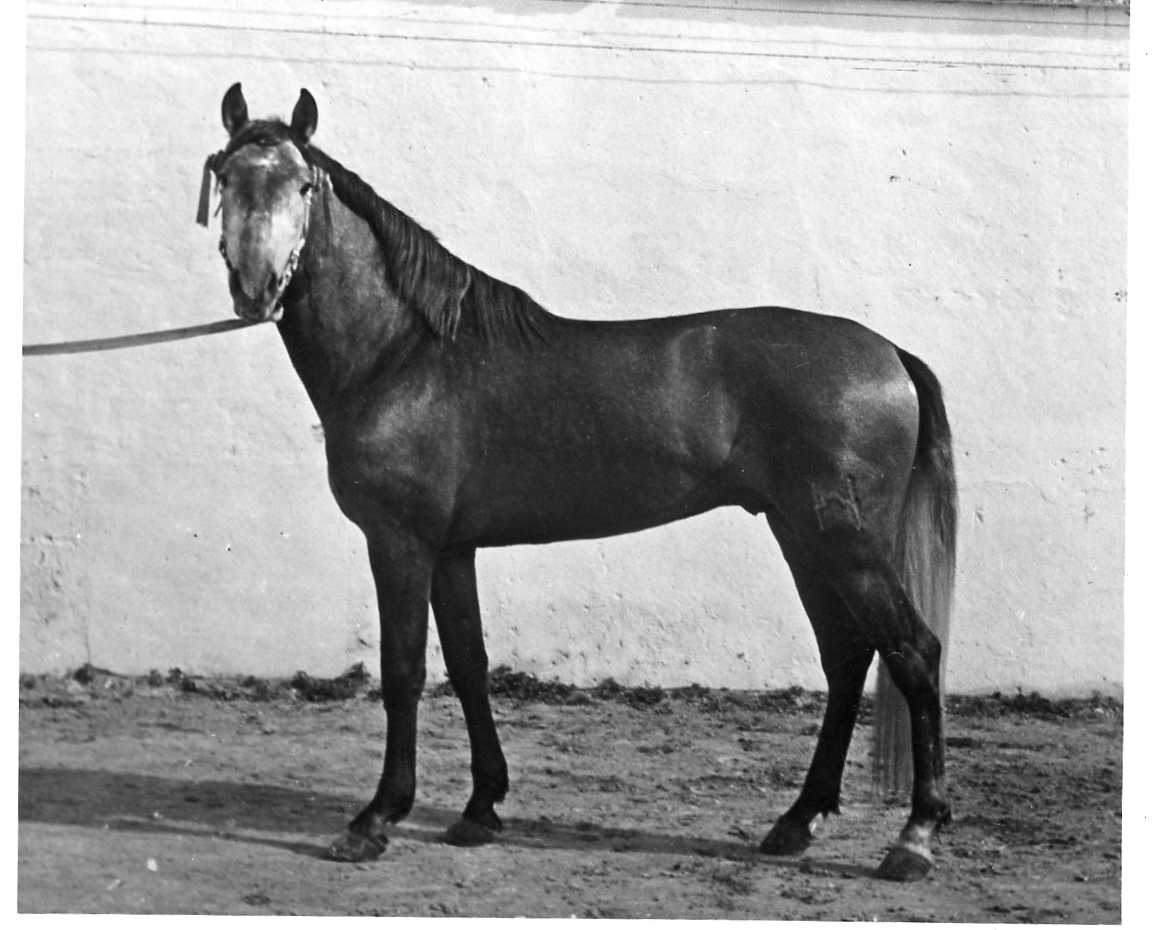 Depósito de Sementales de Córdoba