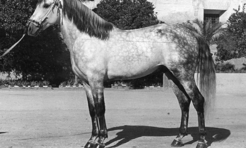 Depósito de Sementales de Córdoba