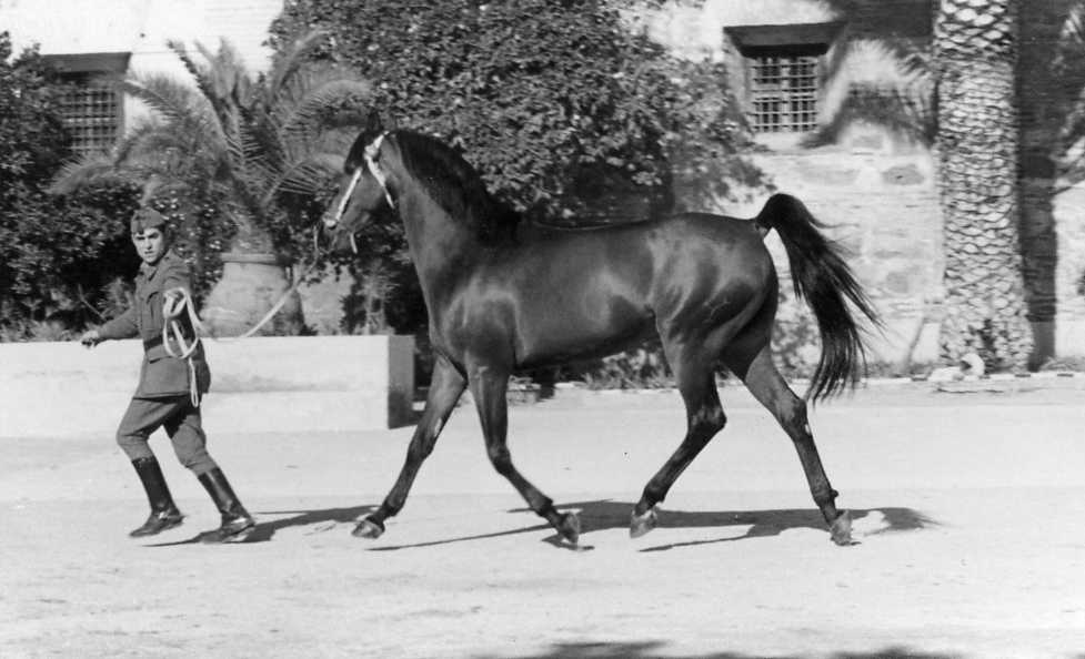 Depósito de Sementales de Córdoba