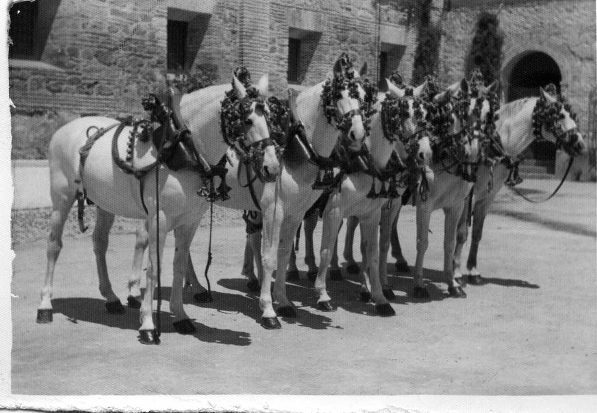 Depósito de Sementales de Córdoba