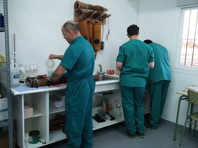 Preparativos para la Extracción de Semen