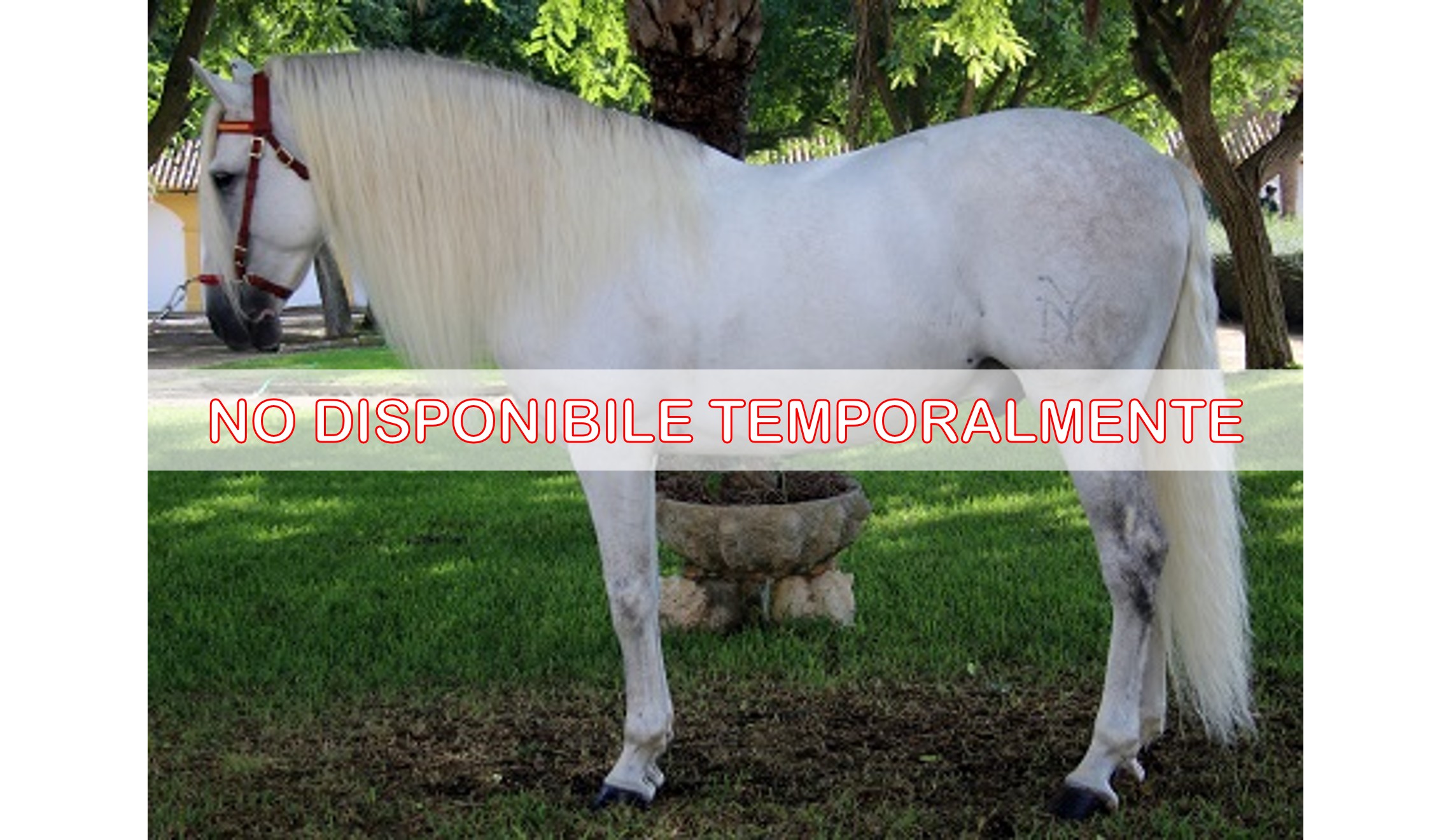 JERASIO