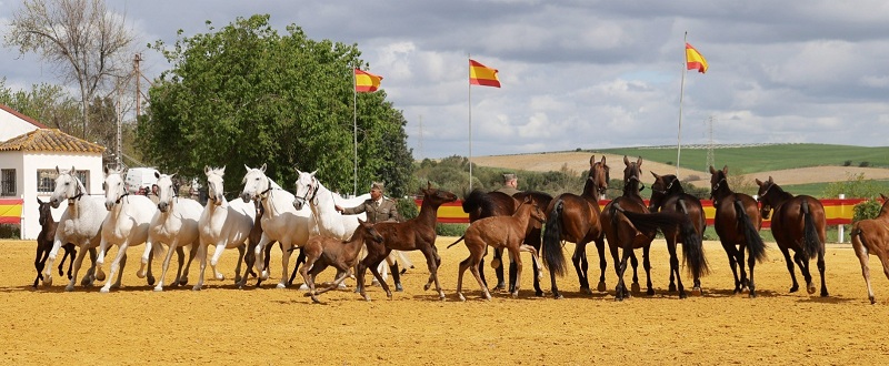 Cobras de yeguas con rastras