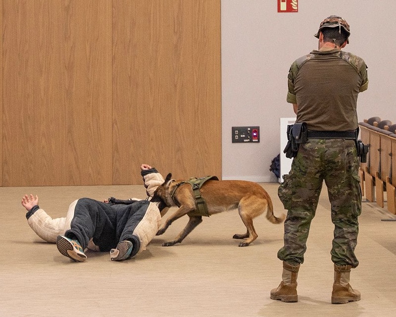 CMCC. de Ávila - Participación en el ejercicio CERBERO 2025
