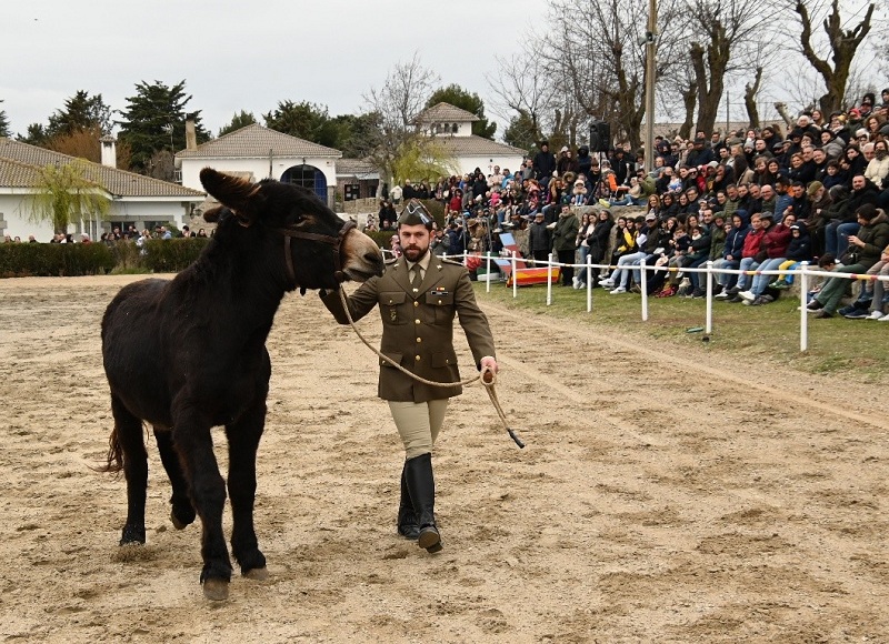CMCC. de Ávila - Paradas 2026