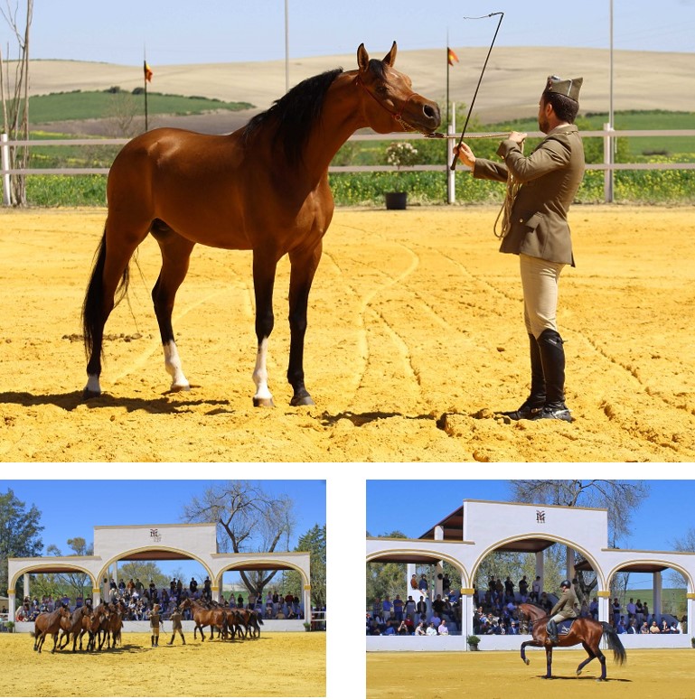 Presentación de sementales para la temporada 2025 en Jerez de la Frontera