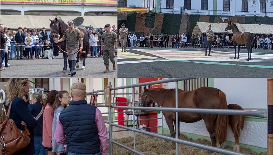 Participación en el Día de las Fuerzas Armadas