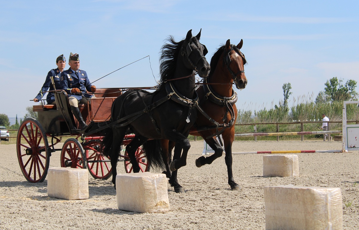 Tronco de Pura Raza Española
