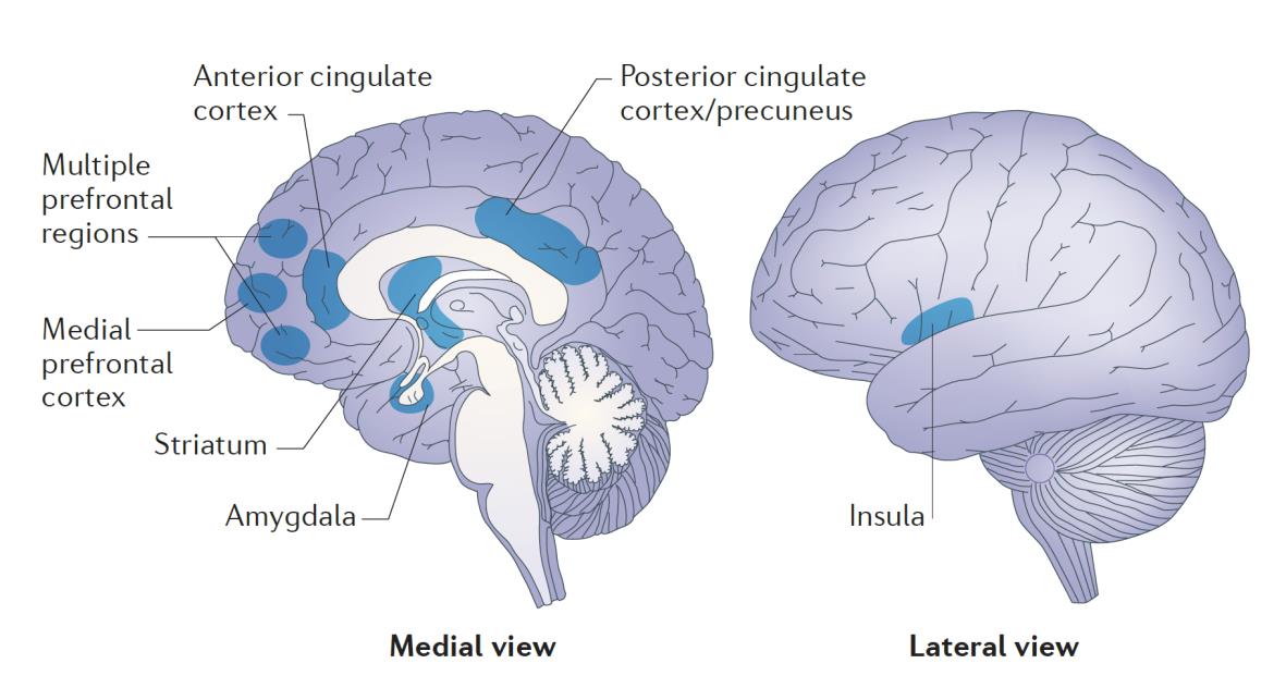 Regiones del cerebro asociadas con la práctica del mindfulness