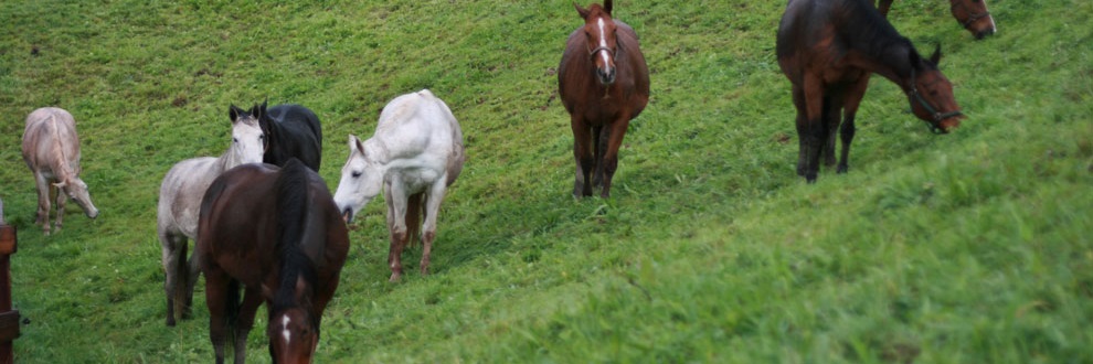 Banner 1
