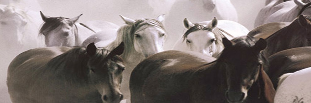 Banner 3