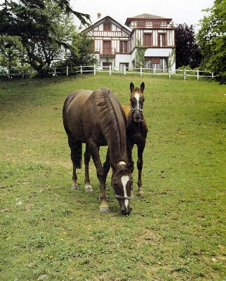 Caballos