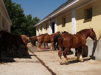 Bretón