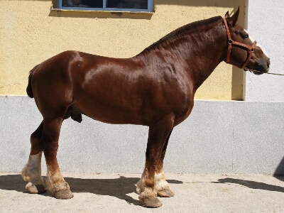 Bretones