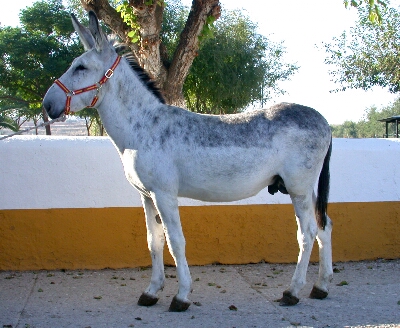 Asnal Andaluz