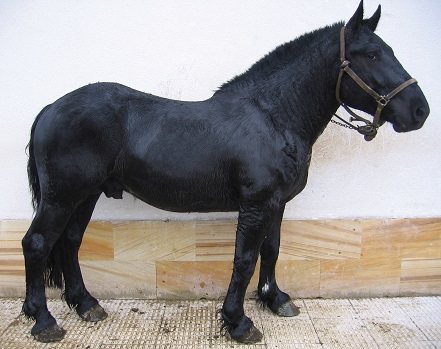 Hispano Bretón