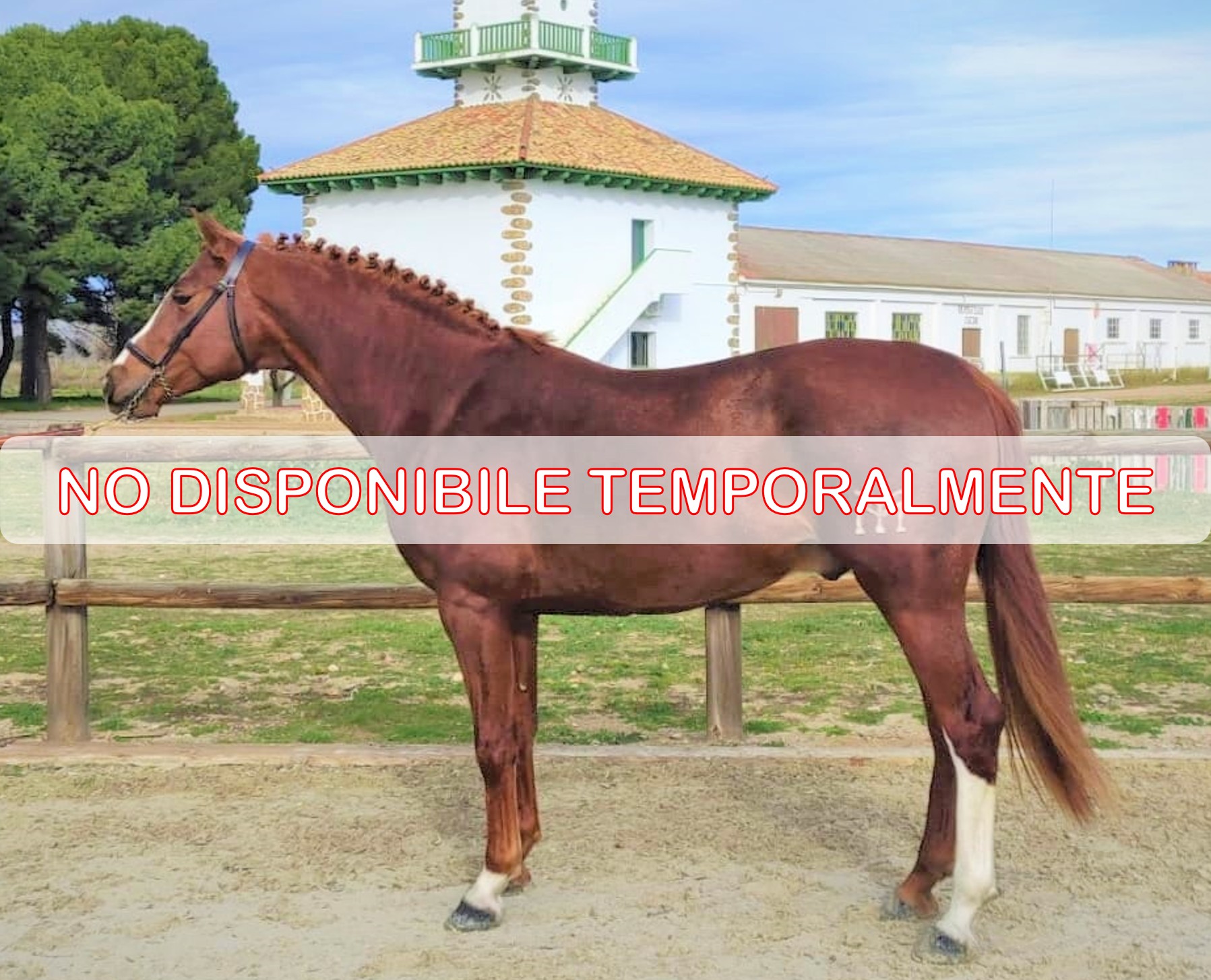 Fotografía morfológica de Veapol YM - No disponible temporalmente
