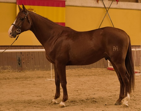 foto carnet