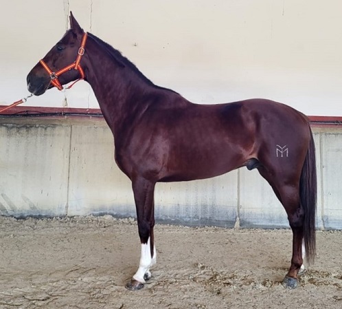 TRAVIESO_YM_26_30_CARNET