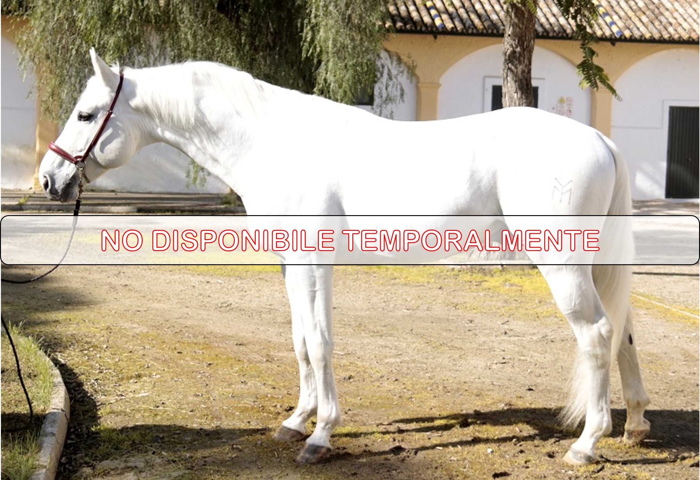 Salces YM - No disponible temporalmente