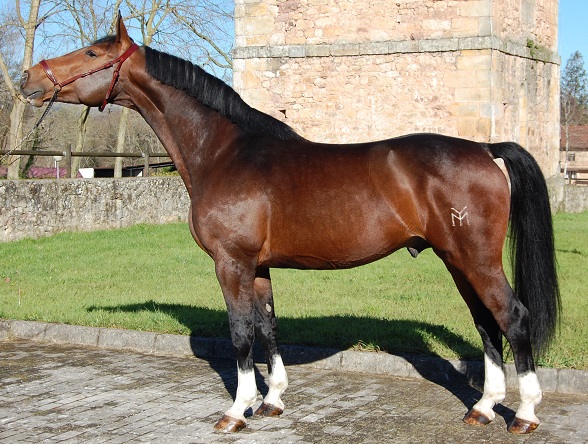 TRITON_YM_CARNET