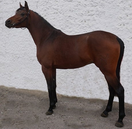 imagen carnet