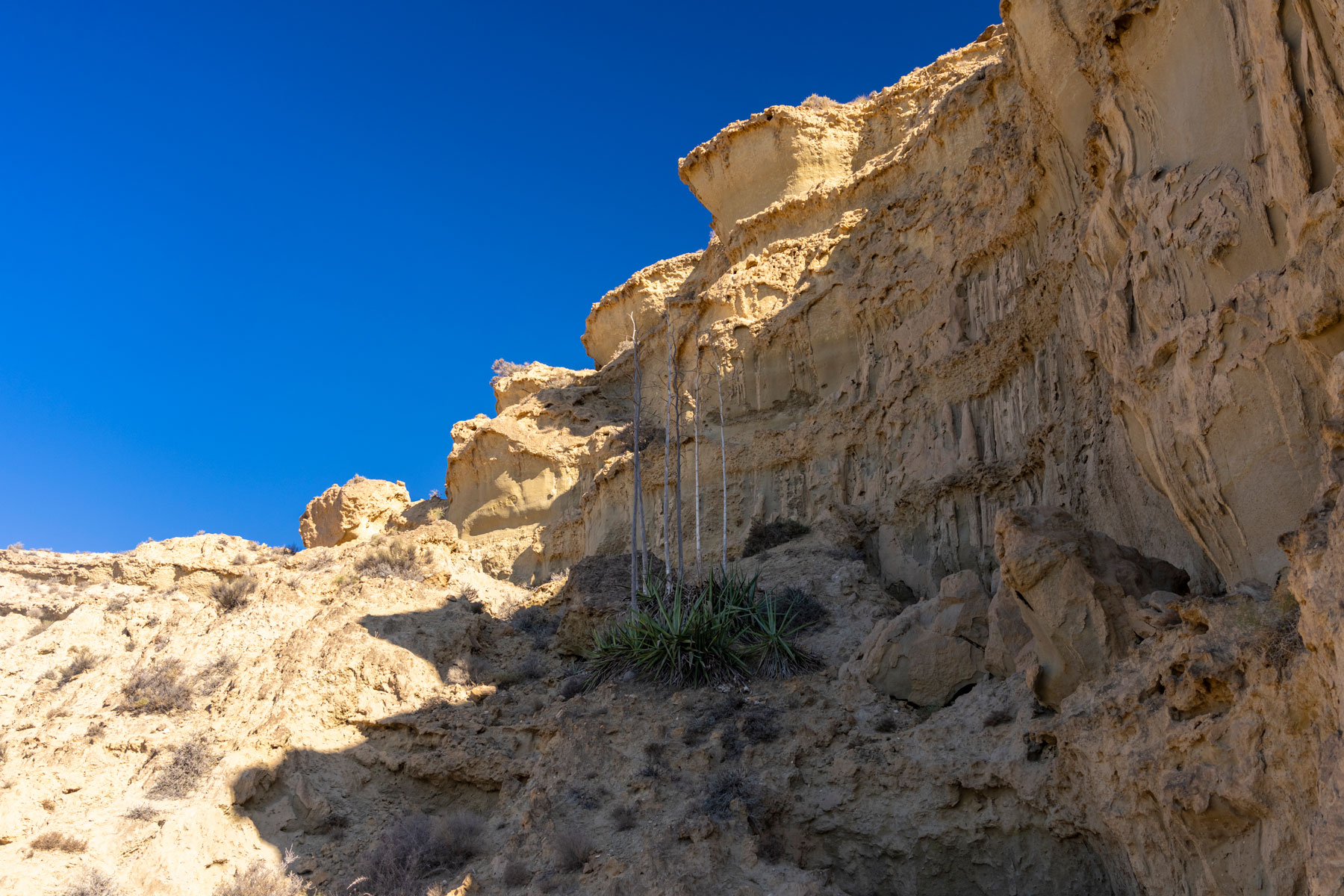 Alvarez Sotomayor Almeria