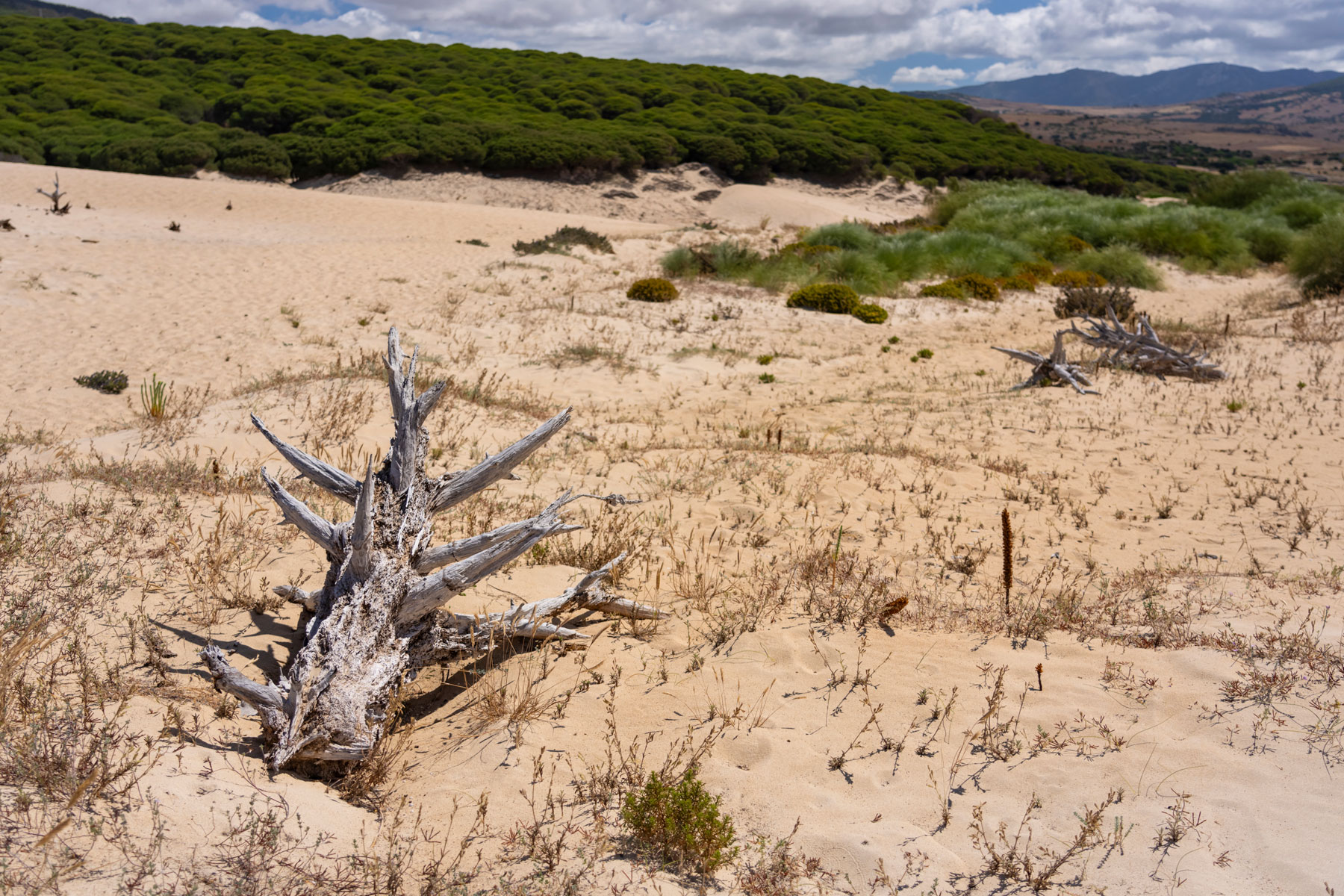 Bolonia Cádiz