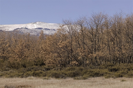 Melojares y robledales del Campo de Tiro de Artillería “El Teleno”