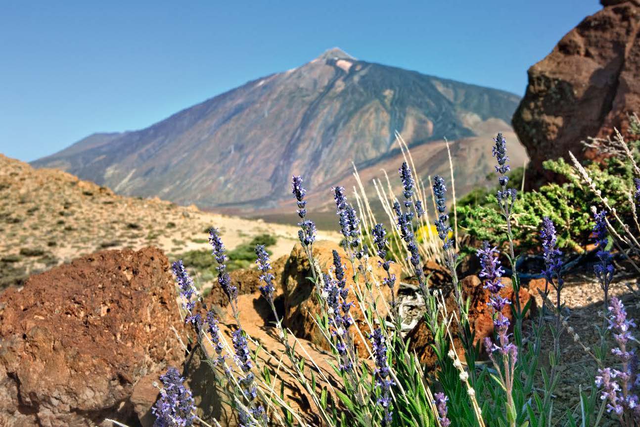 Fotografía: Tonática (Nepeta teydea) con la cumbre de El Teide al fondo.  Autor: © Carlos Sánchez/nayadefilms.com