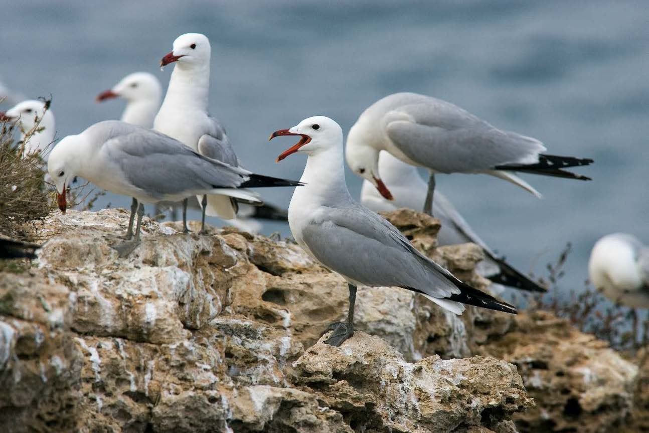Fotografía: Gaviota de Audouin (Ichthyaetus audouinii).  Autor: © Carlos Sánchez/nayadefilms.com